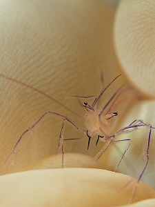 Bubble Coral Shrimp by Iyad Suleyman 